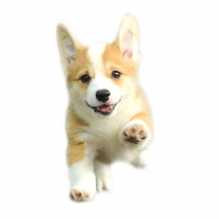 Corgi