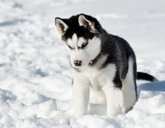 Huskie