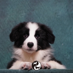 Canis lupus familiaris（边境牧羊犬）