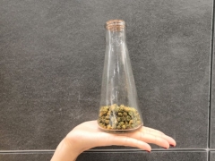Chrysanthemum tea chrysanthemum chrysanthemum chry