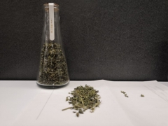 Fresh peppermint tea leaves