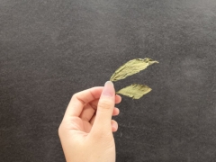 Pure chrysanthemum leaf
