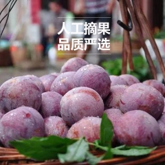 Sanhua plum fruit guangdong now picked now March p